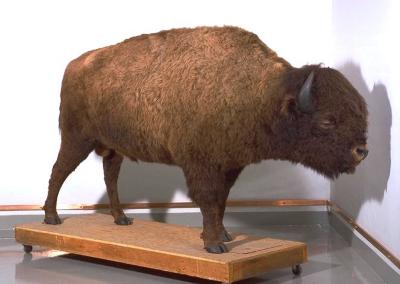 Bison bison