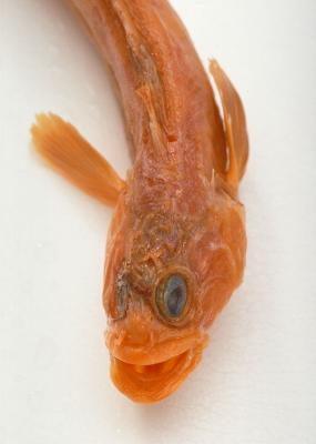 Bryozoichthys marjorius