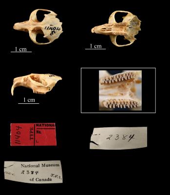 Dicrostonyx groenlandicus