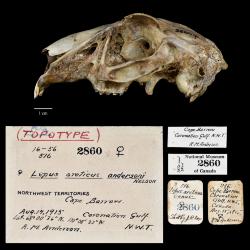 Lepus arcticus