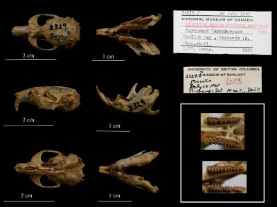 Microtus pennsylvanicus