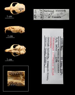 Phenacomys intermedius