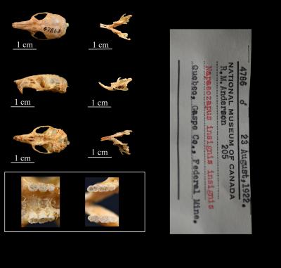 Napaeozapus insignis