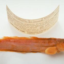 Bryozoichthys marjorius