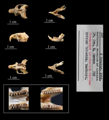 Phenacomys intermedius