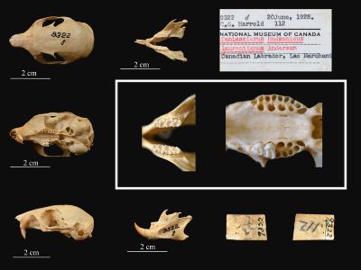 Tamiasciurus hudsonicus
