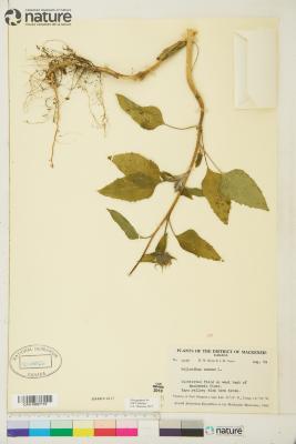 Helianthus annuus L.