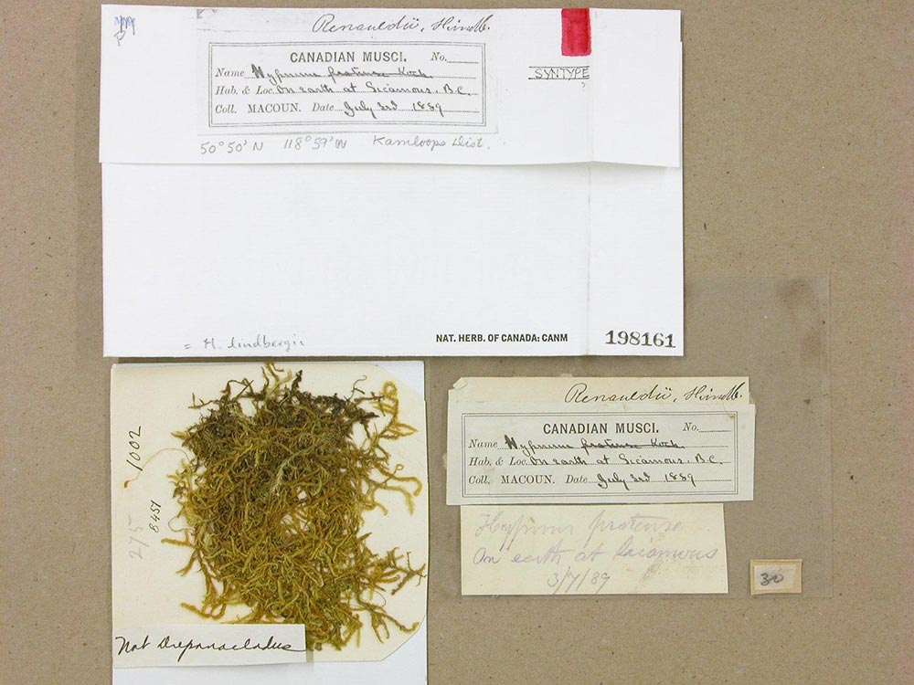 taxonomic identification card